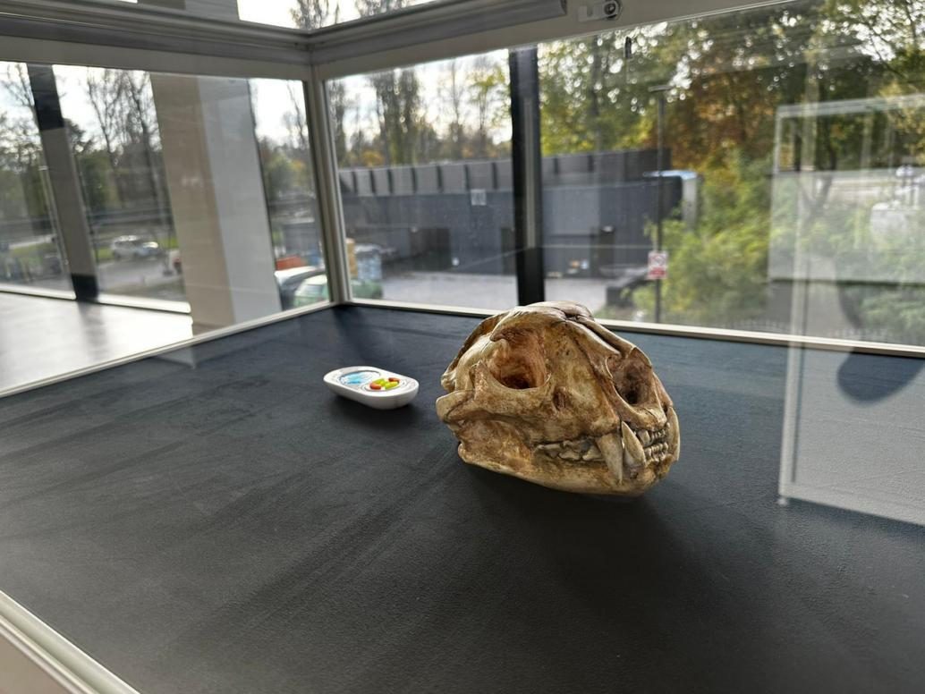 Replika czaszki pumy — anatomia drapieżnika, wyrazista linia szczęk