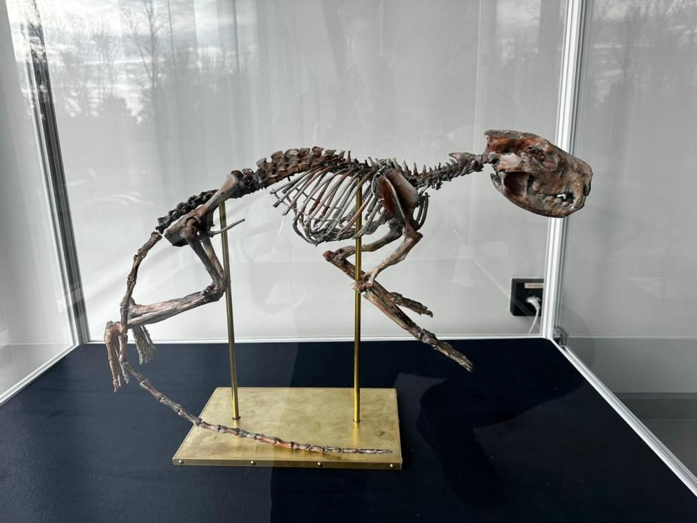 Replika szkieletu diabła tasmańskiego w gablocie ekspozycyjnej Egzotarium w Sosnowcu