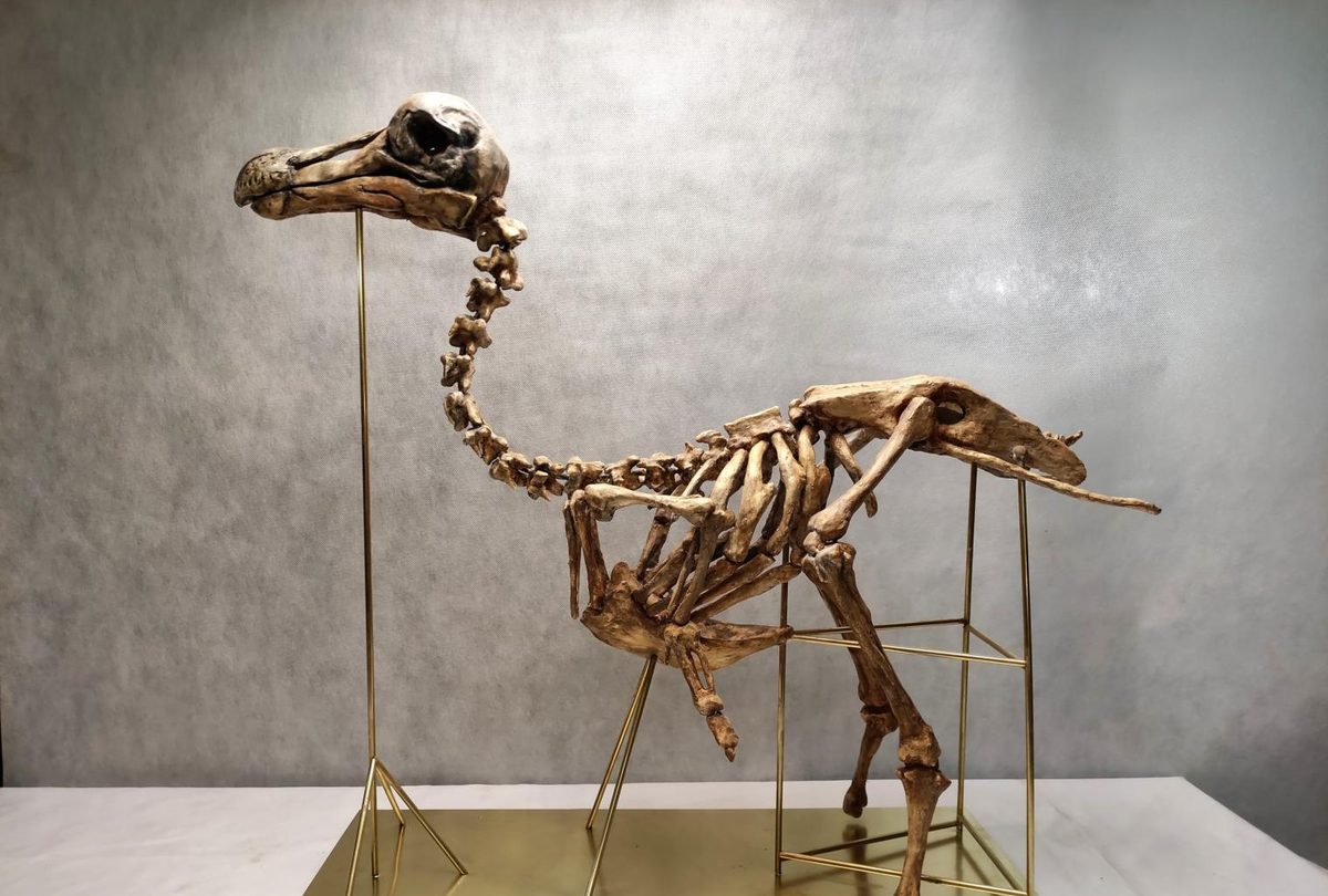 Replika szkieletu dodo na mosiężnym stelażu — eksponat muzealny dla ZOO Wrocław