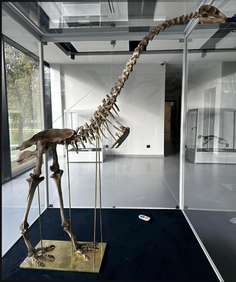 Replika szkieletu moa — monumentalny eksponat wymarłego ptaka w Egzotarium w Sosnowcu