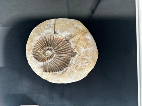 Replika skamieliny amonitu — spiralna muszla odwzorowana w kamieniu