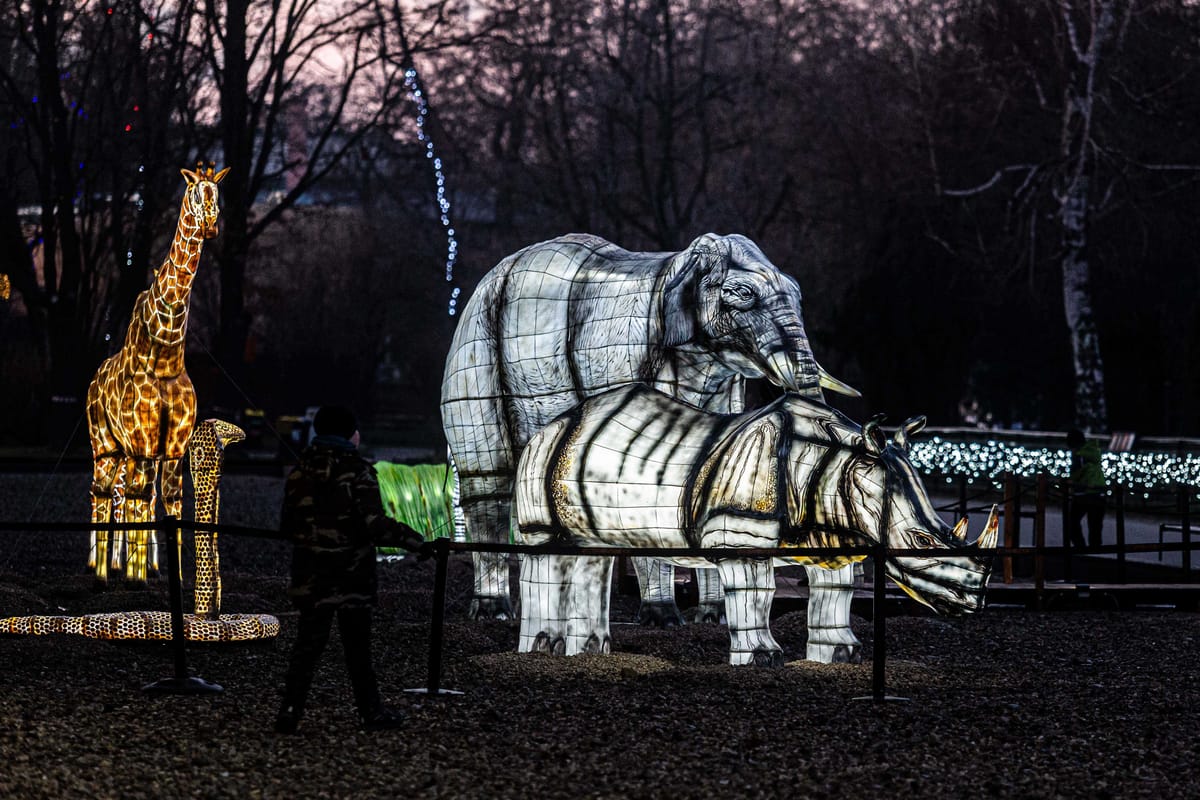 Podświetlane flamingi — iluminacja świetlna w skali 1:1 podczas festiwalu świateł
