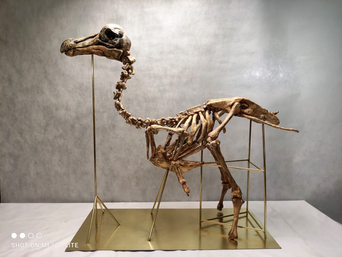 Replika szkieletu dodo — pełnopostaciowy szkielet wymarłego ptaka z betonu, efekt patynacji