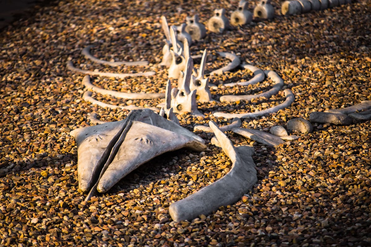 Detal szkieletu wieloryba — precyzyjne odwzorowanie żeber i kręgów z betonu