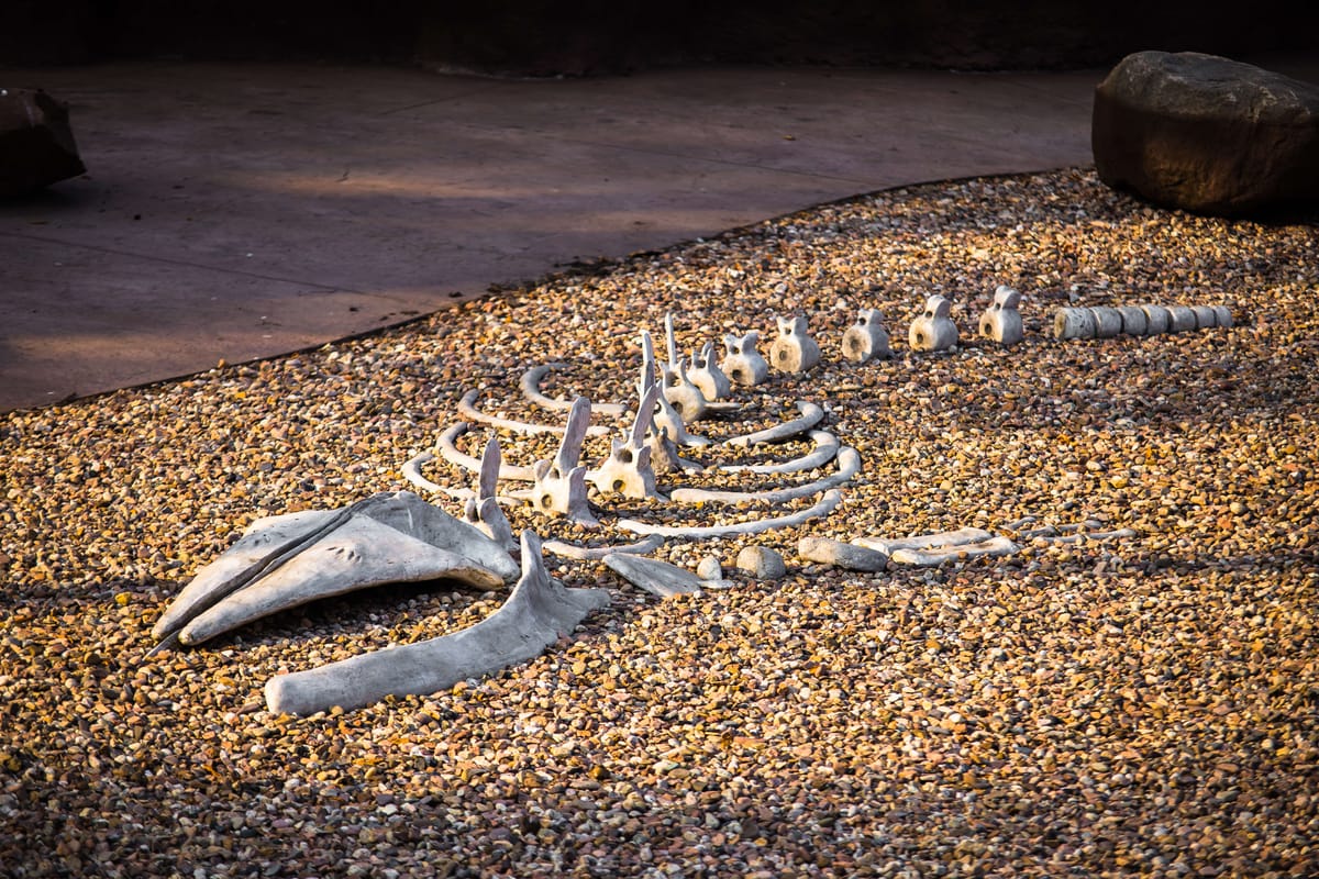 Replika szkieletu wieloryba — monumentalny eksponat z betonu architektonicznego