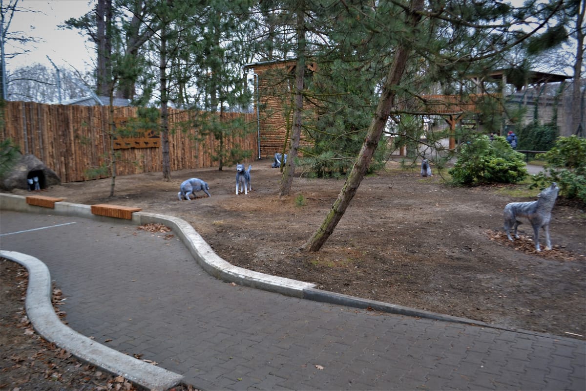 Rzeźba wilka z betonu architektonicznego — realistyczna figura w naturalnej pozie