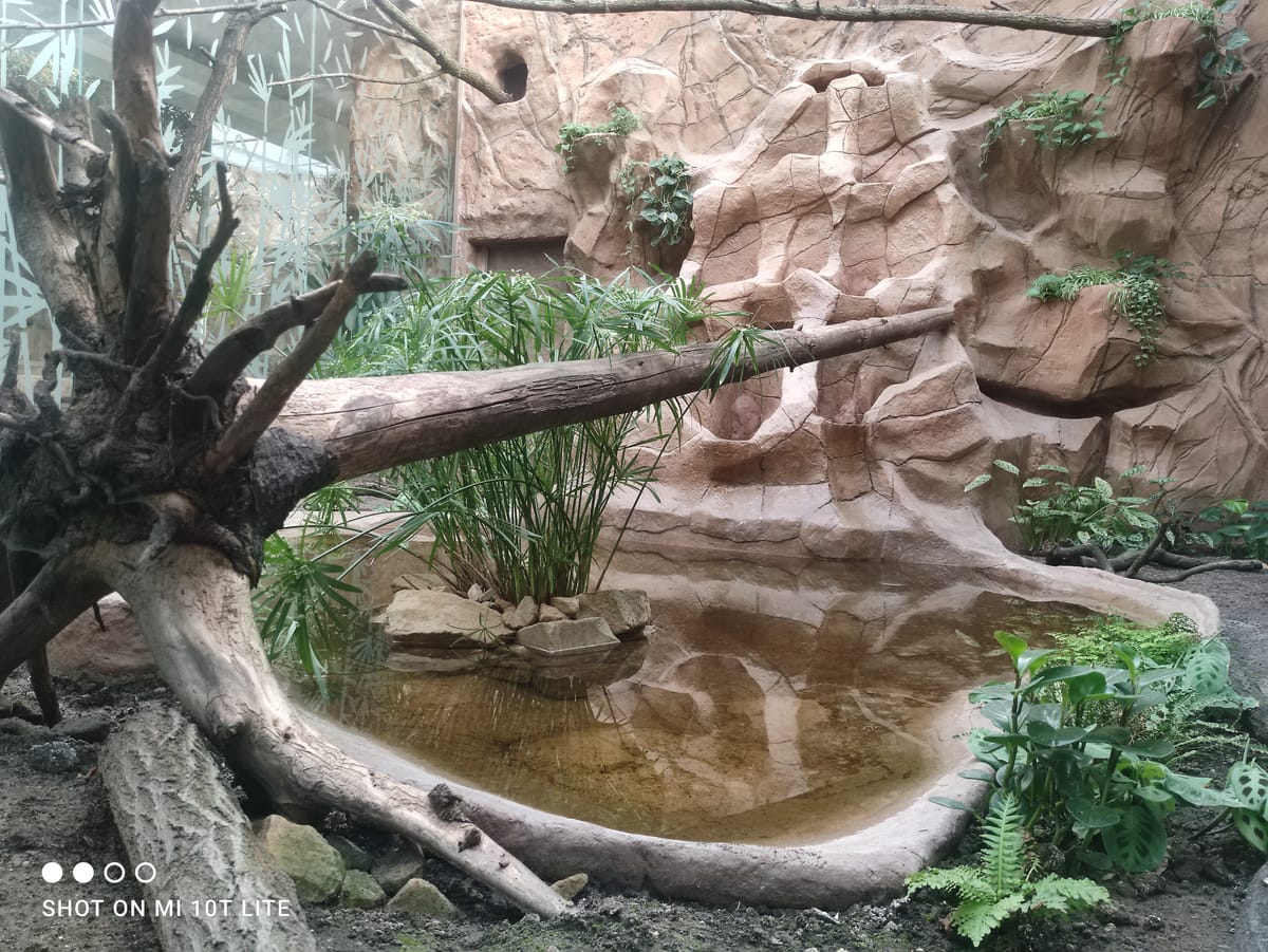 Sztuczne skały w ptaszarni — naturalistyczna aranżacja wybiegu dla ptaków